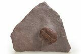 Red Morocops Trilobite - Hmar Laghdad, Morocco #328629-2